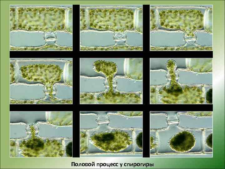 Половой процесс у спирогиры 