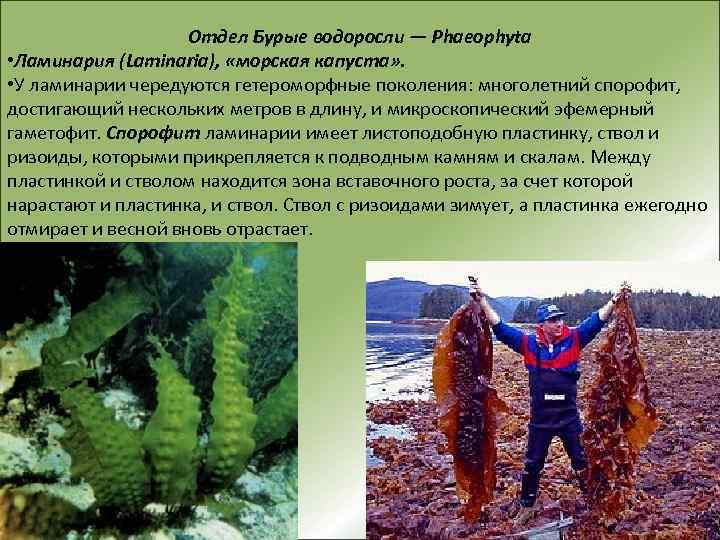 Бурые водоросли хлорофилл