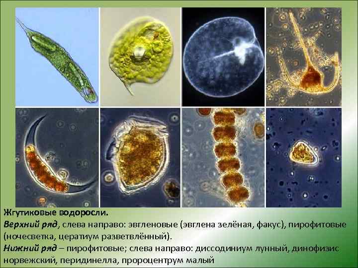 Жгутиковые водоросли. Верхний ряд, слева направо: эвгленовые (эвглена зелёная, факус), пирофитовые (ночесветка, цератиум разветвлённый).