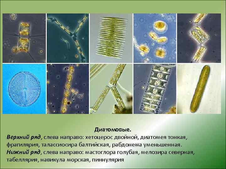 Диатомовые. Верхний ряд, слева направо: хетоцерос двойной, диатомея тонкая, фрагилярия, талассиосира балтийская, рабдонема уменьшенная.