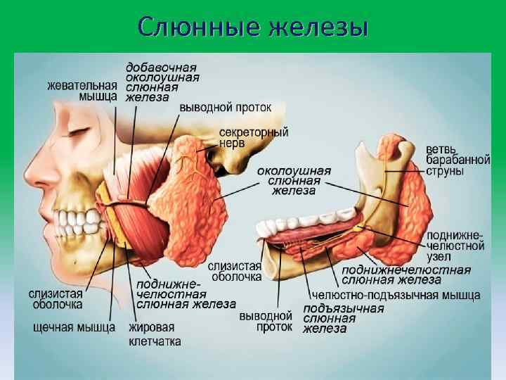 Слюнные железы 