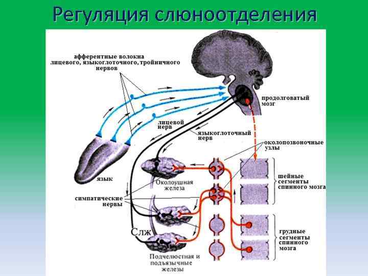 Регуляция слюноотделения 