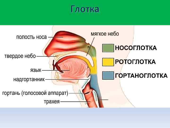 Глотка 