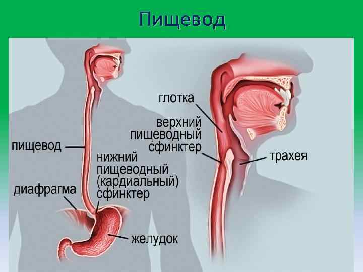 Пищевод 