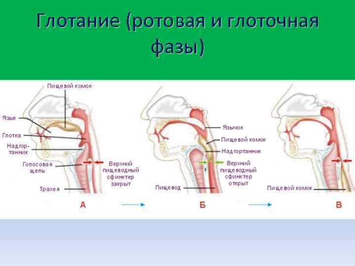 Глотание (ротовая и глоточная фазы) 