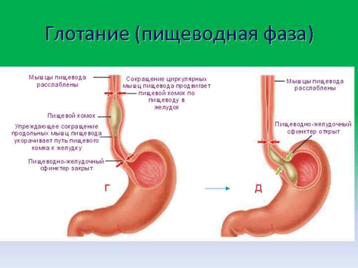 Глотание (пищеводная фаза) 