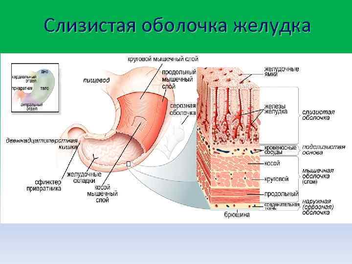 Слизистая оболочка желудка 