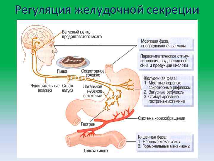 Регуляция желудочной секреции 