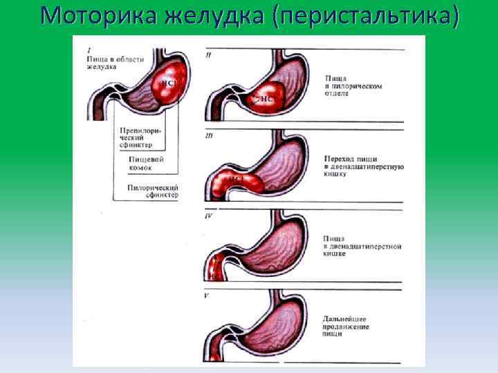 Моторика желудка (перистальтика) 