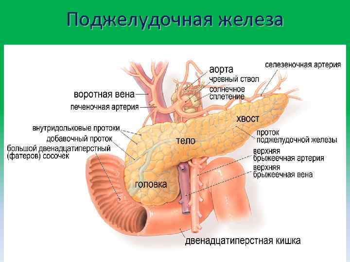 Поджелудочная железа 