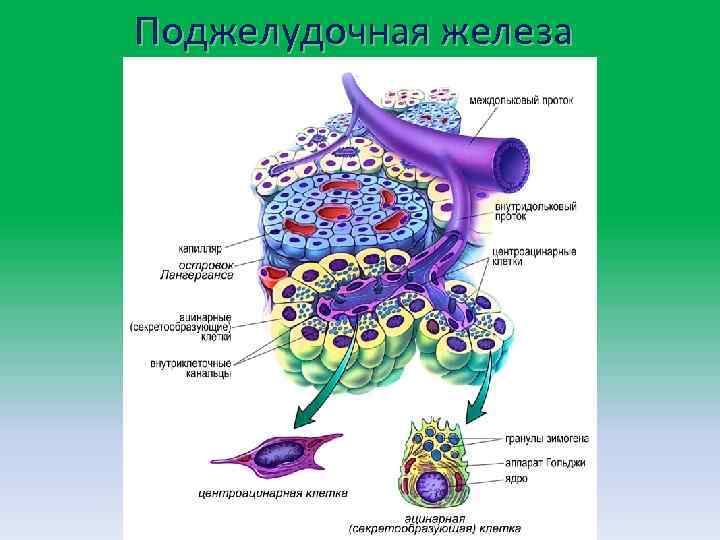 Поджелудочная железа 