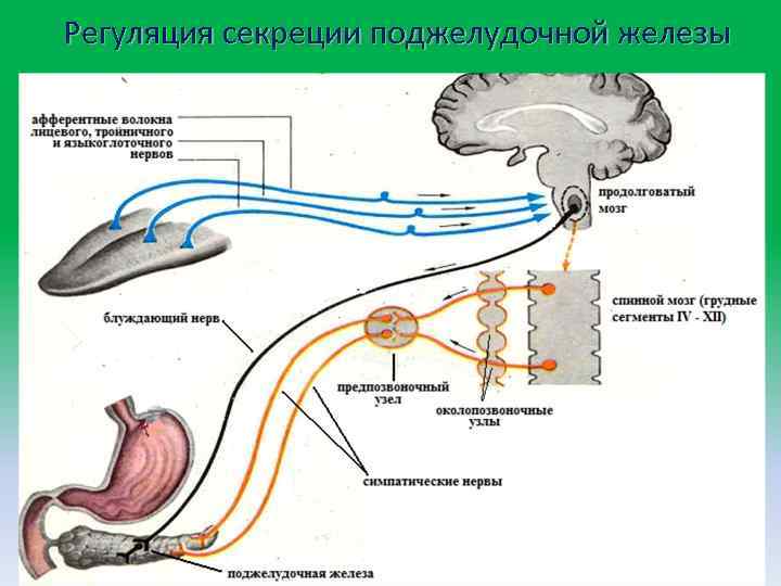 Регуляция секреции поджелудочной железы 