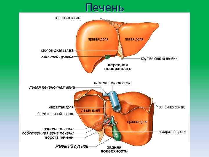 Печень 