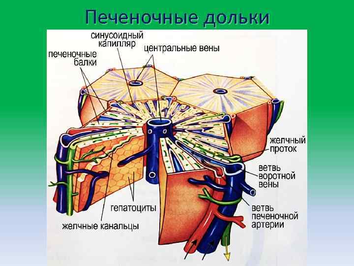 Схема печеночной дольки