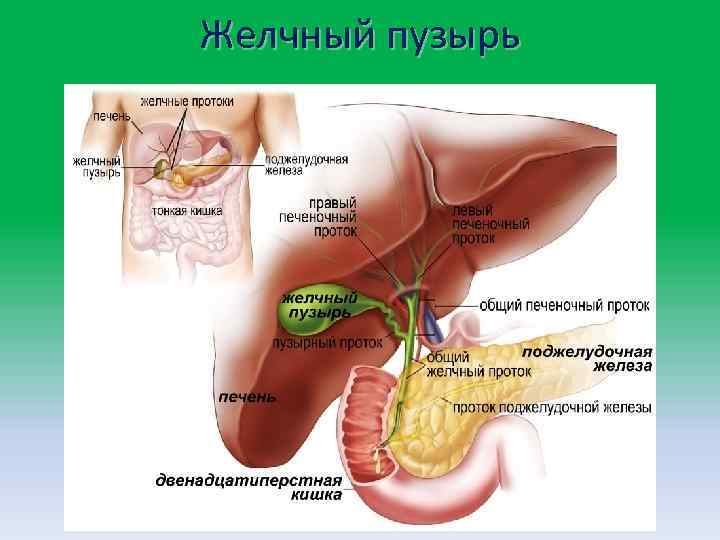 Желчный пузырь 