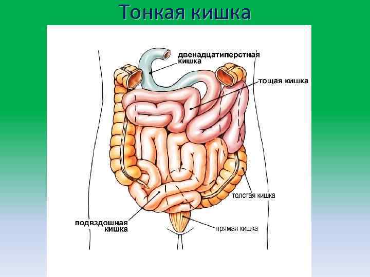 Тонкая кишка 