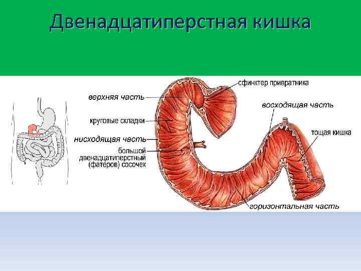 Двенадцатиперстная кишка 