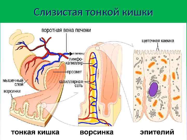 Слизистая тонкой кишки 