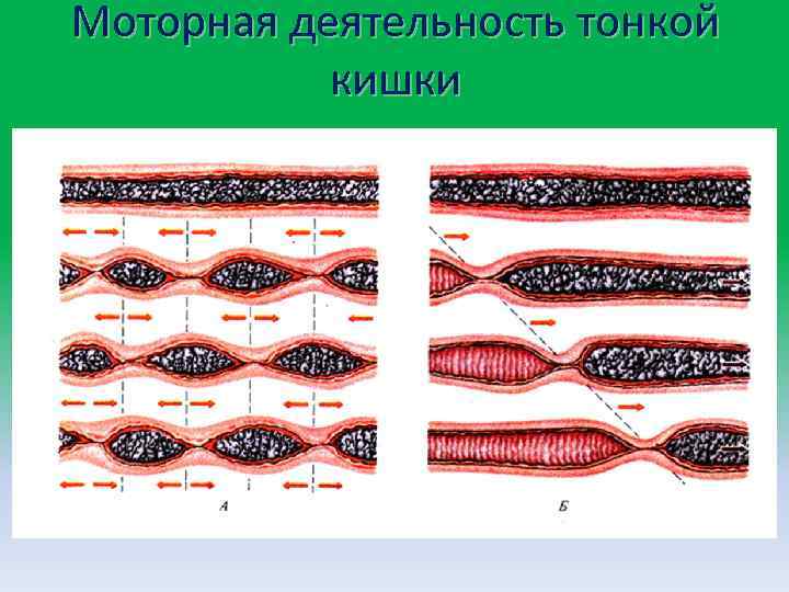 Моторная деятельность тонкой кишки 