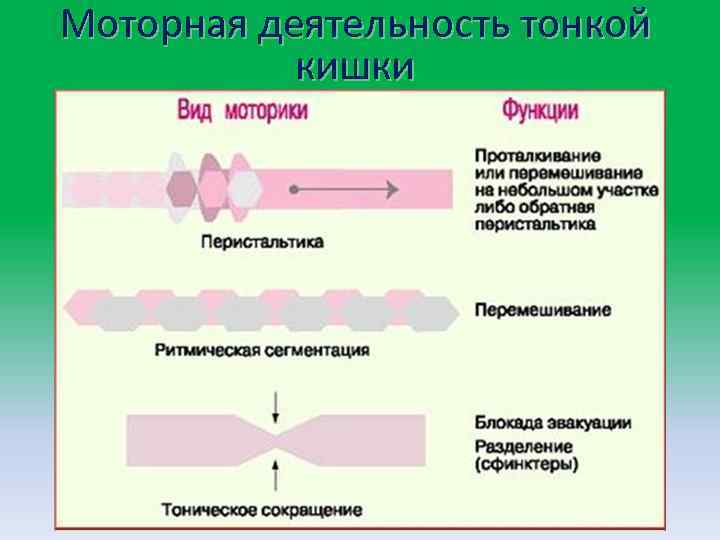 Моторная деятельность тонкой кишки 