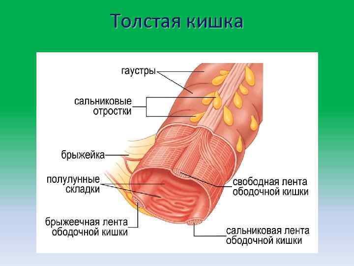 Толстая кишка 