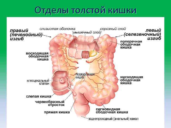 Отделы толстой кишки 