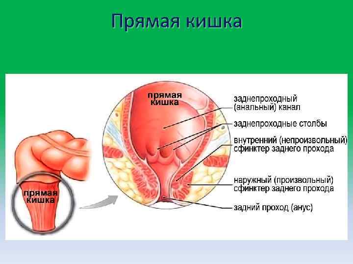 Прямая кишка 