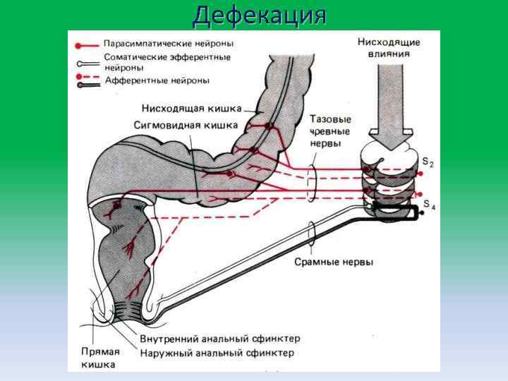 Дефекация 