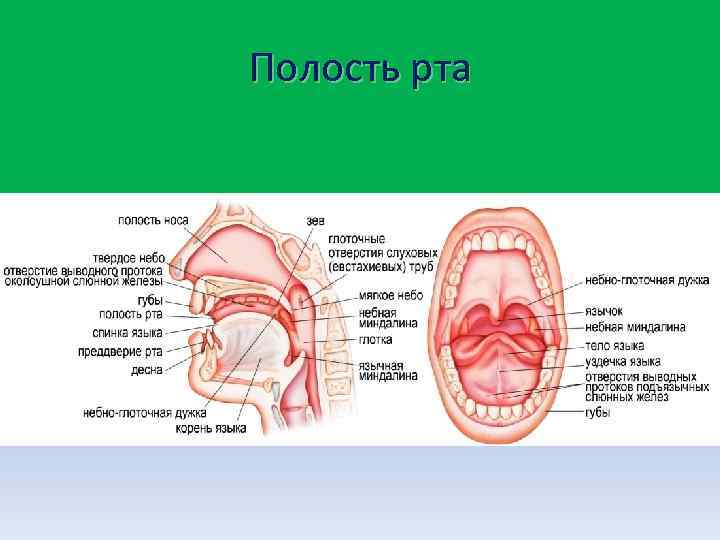 Полость рта 