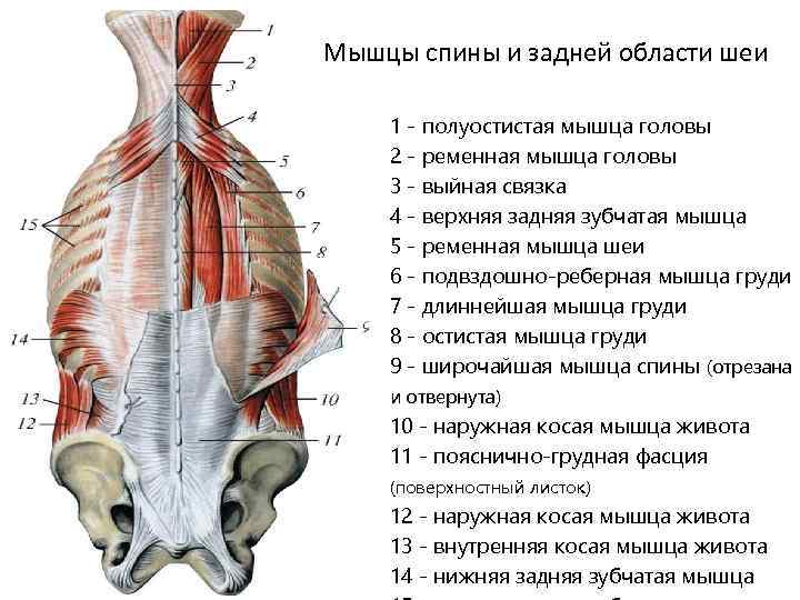 Шейные мышцы фото