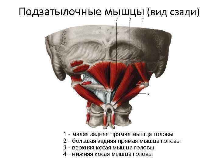 Подвздошный гребень фото