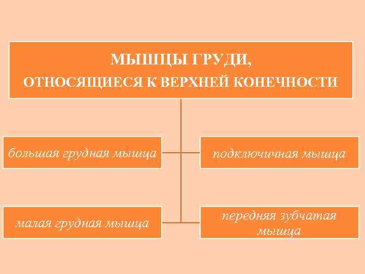 МЫШЦЫ ГРУДИ, ОТНОСЯЩИЕСЯ К ВЕРХНЕЙ КОНЕЧНОСТИ большая грудная мышца подключичная мышца малая грудная мышца