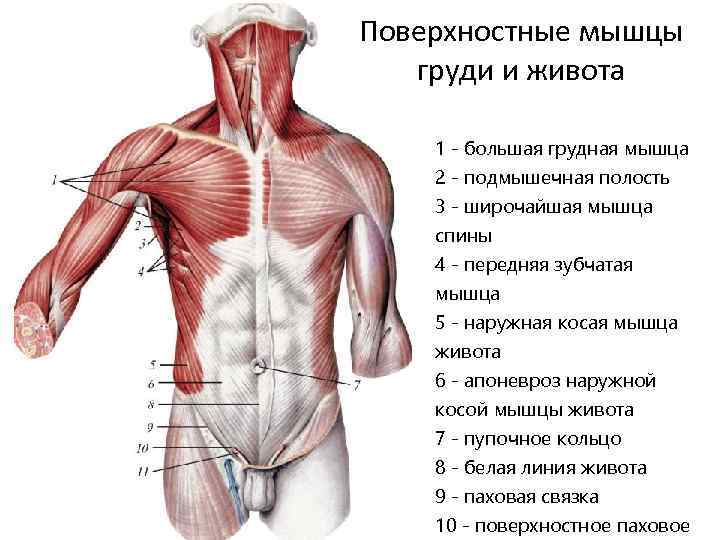 Поверхностные мышцы груди и живота 1 - большая грудная мышца 2 - подмышечная полость