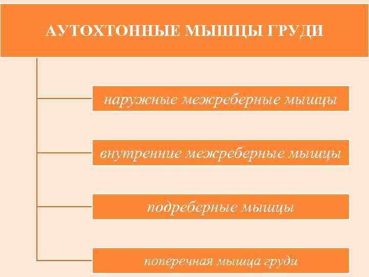 АУТОХТОННЫЕ МЫШЦЫ ГРУДИ наружные межреберные мышцы внутренние межреберные мышцы подреберные мышцы поперечная мышца груди