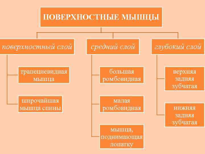 ПОВЕРХНОСТНЫЕ МЫШЦЫ поверхностный слой средний слой трапециевидная мышца большая ромбовидная широчайшая мышца спины малая