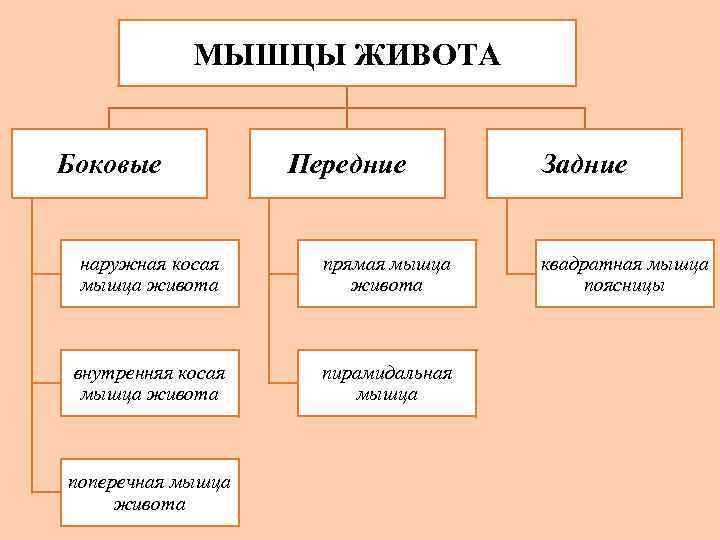 МЫШЦЫ ЖИВОТА Боковые Передние наружная косая мышца живота прямая мышца живота внутренняя косая мышца
