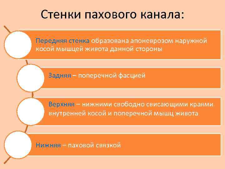 Стенки пахового канала: Передняя стенка образована апоневрозом наружной косой мышцей живота данной стороны Задняя