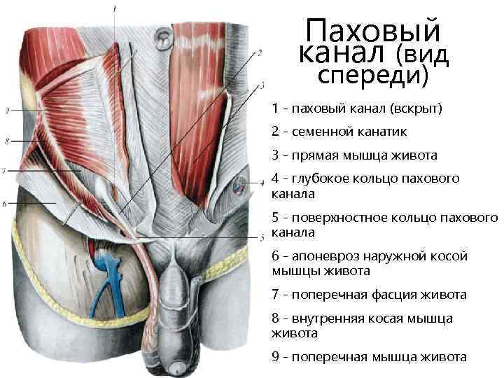 Паховый канал (вид спереди) 1 - паховый канал (вскрыт) 2 - семенной канатик 3