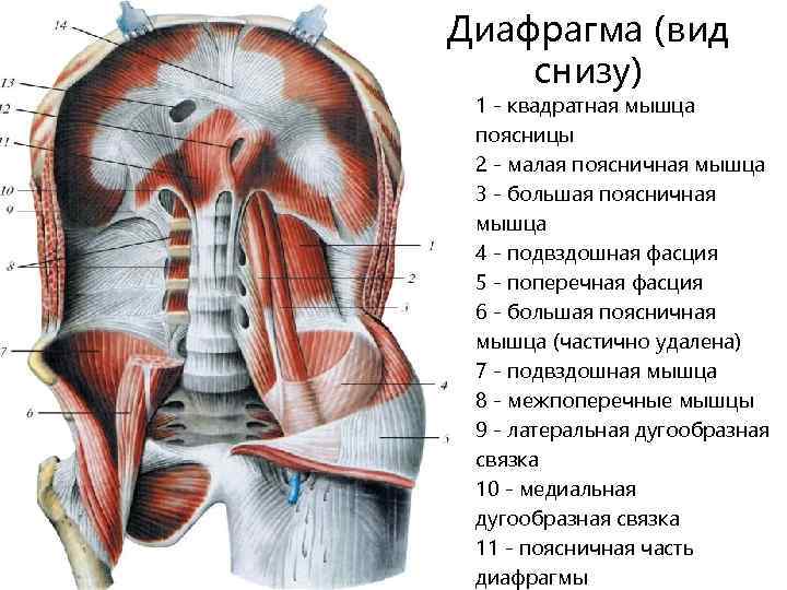 Квадратная мышца поясницы анатомия фото