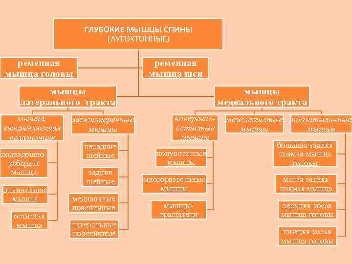ГЛУБОКИЕ МЫШЦЫ СПИНЫ (АУТОХТОННЫЕ) ременная мышца головы ременная мышца шеи мышцы латерального тракта мышца,