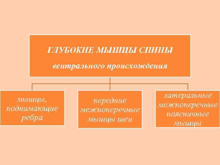 ГЛУБОКИЕ МЫШЦЫ СПИНЫ вентрального происхождения мышцы, поднимающие ребра передние межпоперечные мышцы шеи латеральные межпоперечные