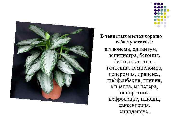 В тенистых местах хорошо себя чувствуют: аглаонема, адиантум, аспидистра, бегония, биота восточная, гелксина, камнеломка,