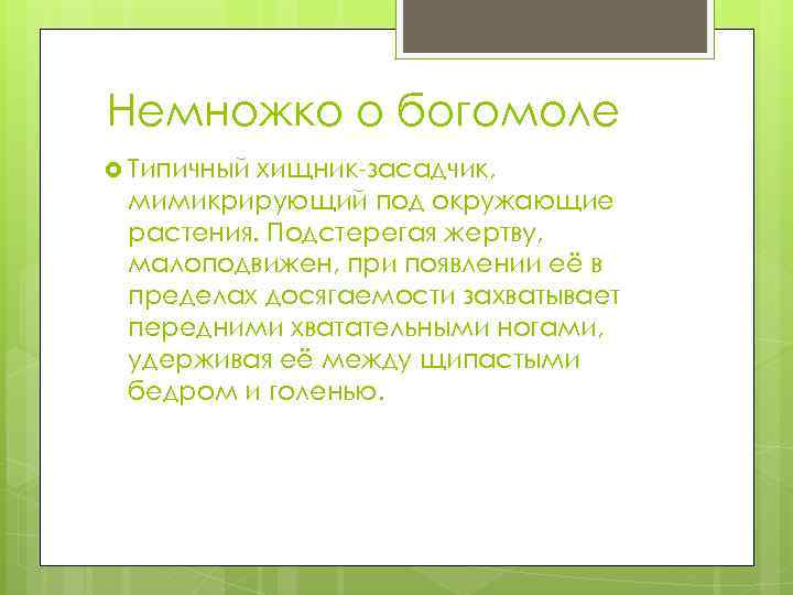 Немножко о богомоле Типичный хищник-засадчик, мимикрирующий под окружающие растения. Подстерегая жертву, малоподвижен, при появлении