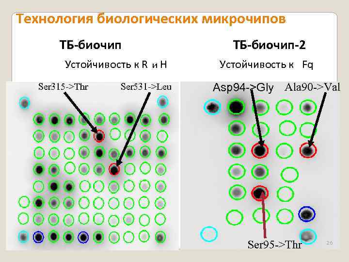 Технология биологических микрочипов ТБ-биочип Устойчивость к R и H Ser 315 ->Thr Ser 531