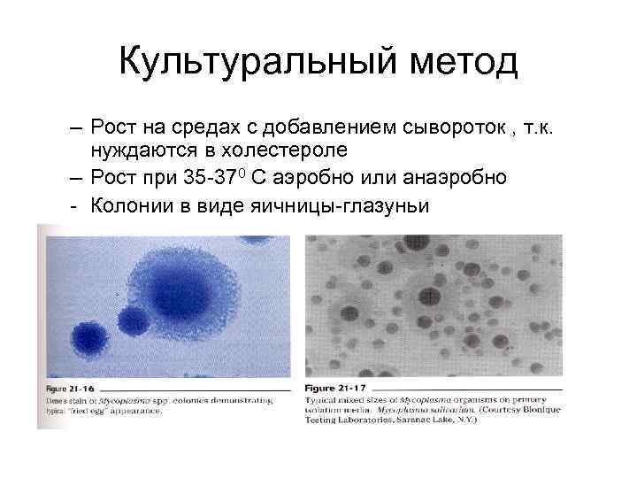 Культуральный метод – Рост на средах с добавлением сывороток , т. к. нуждаются в