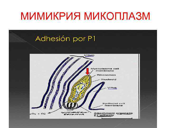 МИМИКРИЯ МИКОПЛАЗМ 