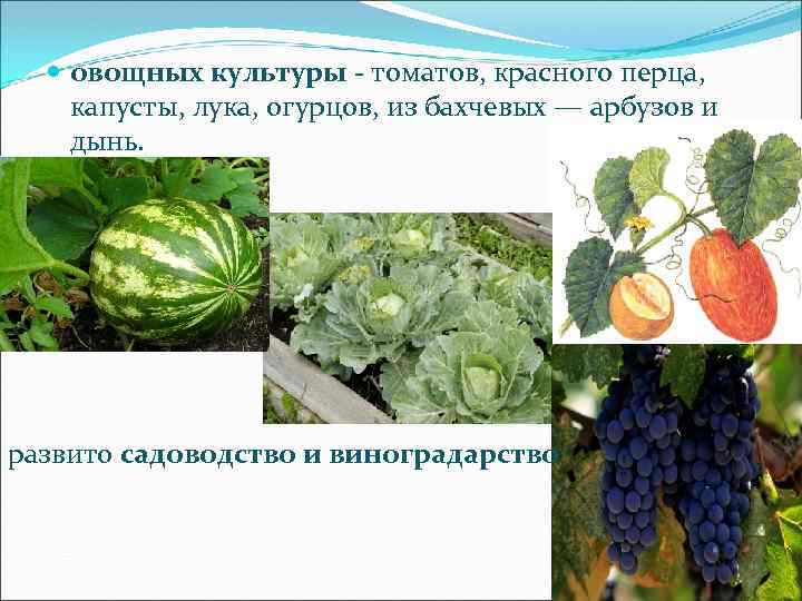  овощных культуры - томатов, красного перца, капусты, лука, огурцов, из бахчевых — арбузов