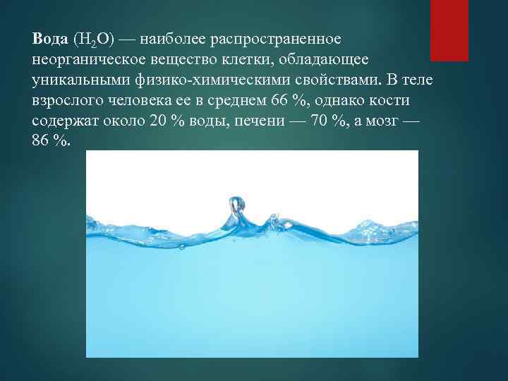 Вода (Н 2 О) — наиболее распространенное неорганическое вещество клетки, обладающее уникальными физико-химическими свойствами.