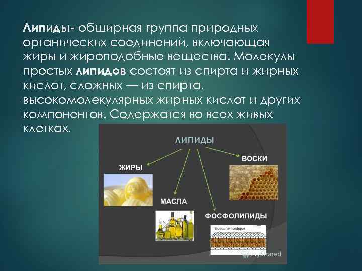 Липиды- обширная группа природных органических соединений, включающая жиры и жироподобные вещества. Молекулы простых липидов