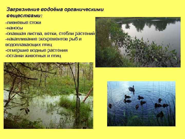 Загрязнение водоёма органическими веществами: -ливневые стоки -наносы -опавшая листва, ветки, стебли растений -накапливание экскрементов